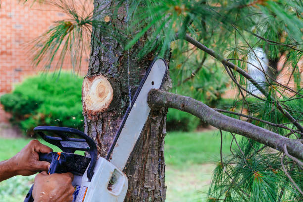 Best Tree Trimming and Pruning  in Hudson Bend, TX